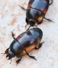 Hister quadrimaculatus